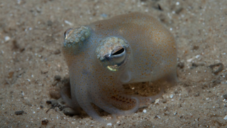 And Now, Another Educational Fact About Eating Squid Sperm